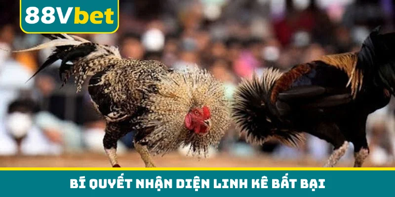 Bí quyết nhận diện linh kê bất bại