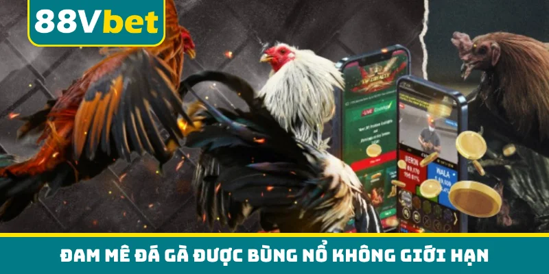 Đam mê đá gà được bùng nổ không giới hạn